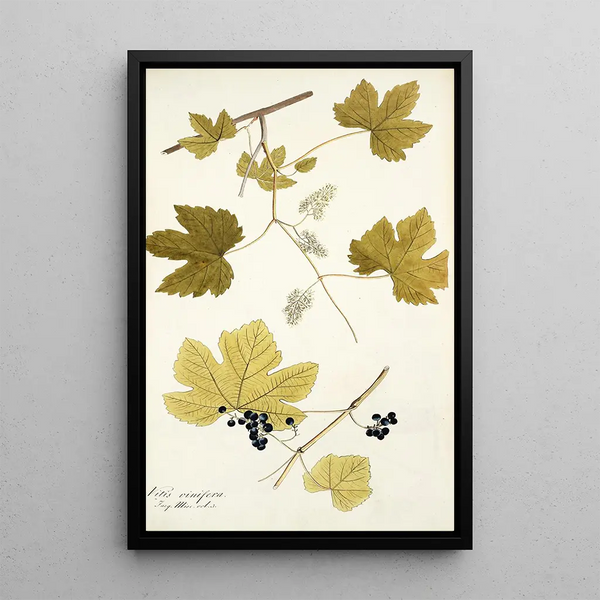 Vitis vinifera - Nikolaus Joseph Freiherr von Jacquin — gerahmtes Bild an der Wand