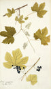 Vitis vinifera - Nikolaus Joseph Freiherr von Jacquin — Ansicht des Kunstwerks