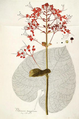 Nikolaus Joseph Freiherr von Jacquin - Volkameria kaempferi.webp