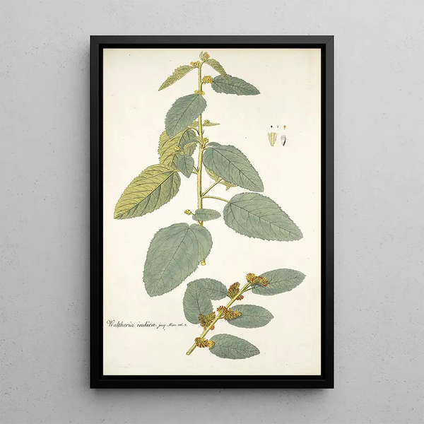 Waltheria indica - Nikolaus Joseph Freiherr von Jacquin — gerahmtes Bild an der Wand