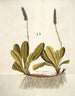 Wulfenia carinthiaca - Nikolaus Joseph Freiherr von Jacquin — Ansicht des Kunstwerks