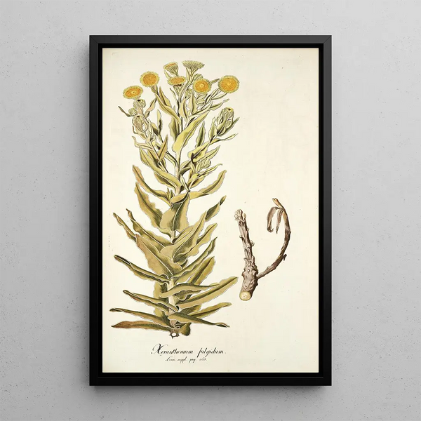 Xeranthemum fulgidum - Nikolaus Joseph Freiherr von Jacquin — gerahmtes Bild an der Wand