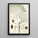 Zamia angustifolia - Nikolaus Joseph Freiherr von Jacquin — gerahmtes Bild an der Wand