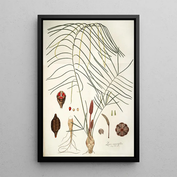 Zamia angustifolia - Nikolaus Joseph Freiherr von Jacquin — gerahmtes Bild an der Wand