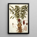 Zamia integrifolia - Nikolaus Joseph Freiherr von Jacquin — gerahmtes Bild an der Wand