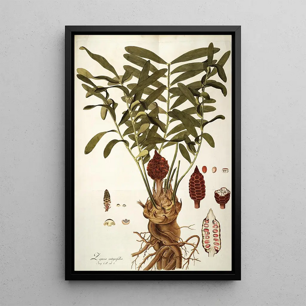 Zamia integrifolia - Nikolaus Joseph Freiherr von Jacquin — gerahmtes Bild an der Wand