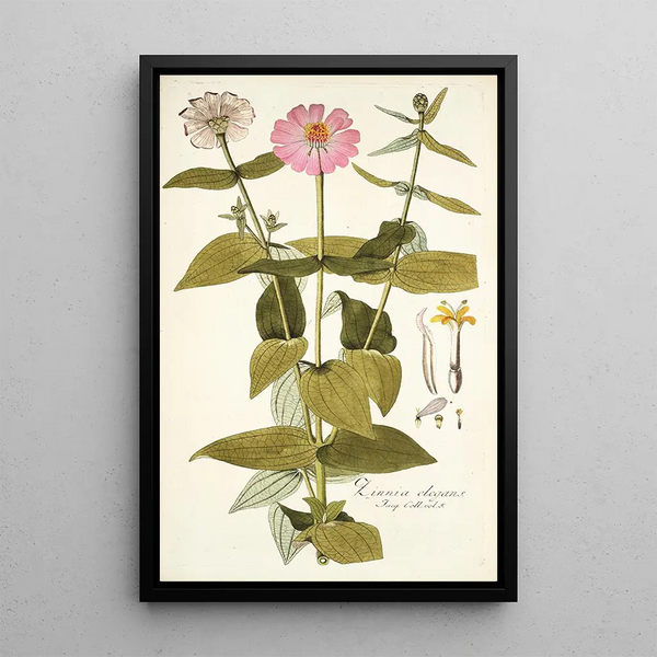 Zinnia elegans - Nikolaus Joseph Freiherr von Jacquin — gerahmtes Bild an der Wand