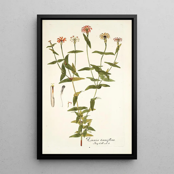 Zinnia tenuiflora - Nikolaus Joseph Freiherr von Jacquin — gerahmtes Bild an der Wand