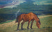 Pferd beim Grasen - Nils Kreuger — Ansicht des Kunstwerks