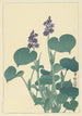 Hosta en fleur - Ohara Koson — Ansicht des Kunstwerks