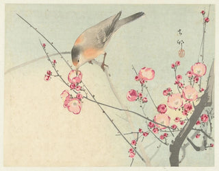 Singender Vogel auf einem blühenden Zweig - Ohara Koson — Ansicht des Kunstwerks