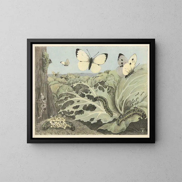 Schmetterlinge des Kohl - Oluf August Hermansen — gerahmtes Bild an der Wand