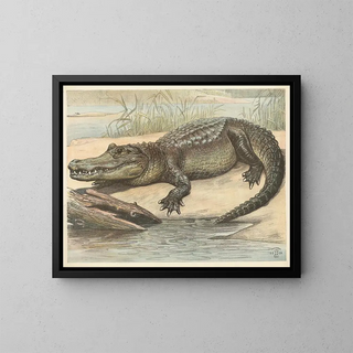 Oluf August Hermansen - Crocodile.webp