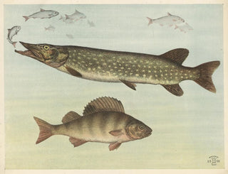 Süßwasserfische - Oluf August Hermansen — Ansicht des Kunstwerks