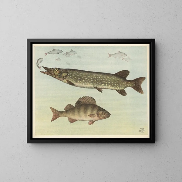 Süßwasserfische - Oluf August Hermansen — gerahmtes Bild an der Wand