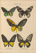 Papillons exotiques Pl001 - Otto Staudinger — Ansicht des Kunstwerks