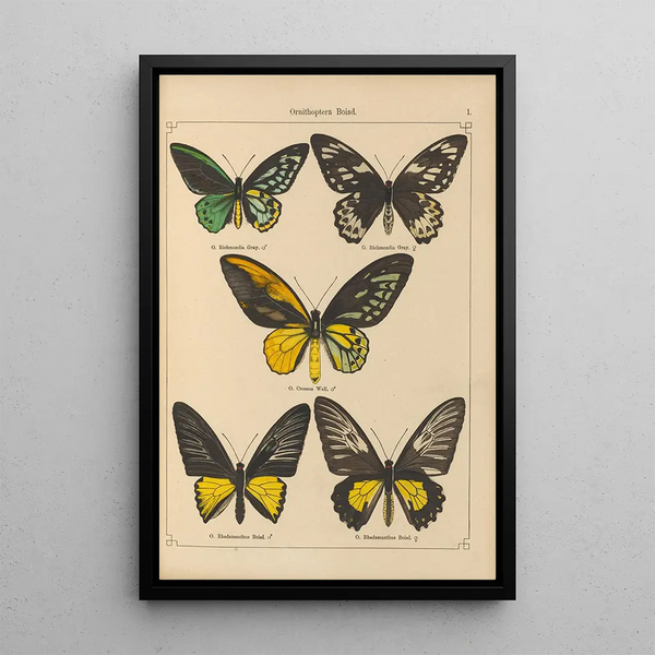 Papillons exotiques Pl001 - Otto Staudinger — gerahmtes Bild an der Wand