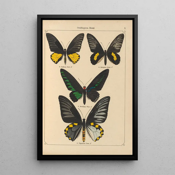 Papillons exotiques Pl002 - Otto Staudinger — gerahmtes Bild an der Wand