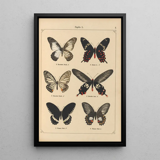 Otto Staudinger - Exotische schmetterlinge Pl003.webp