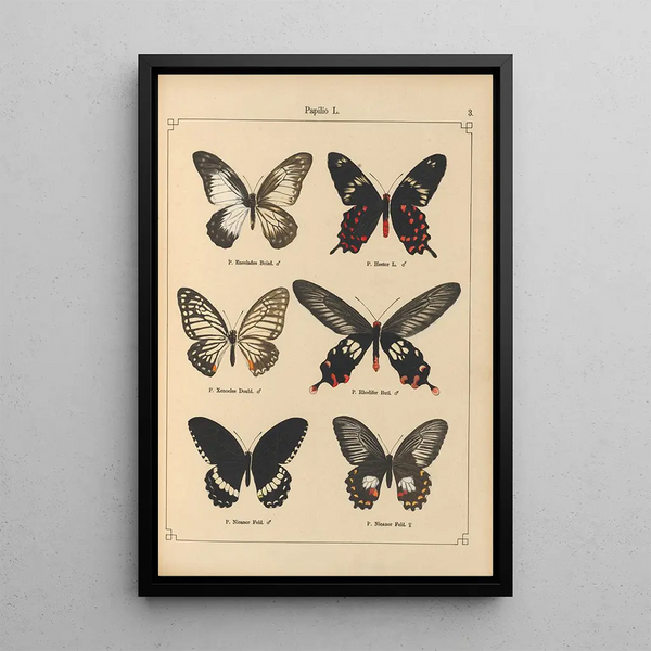 Papillons exotiques Pl003 - Otto Staudinger — gerahmtes Bild an der Wand