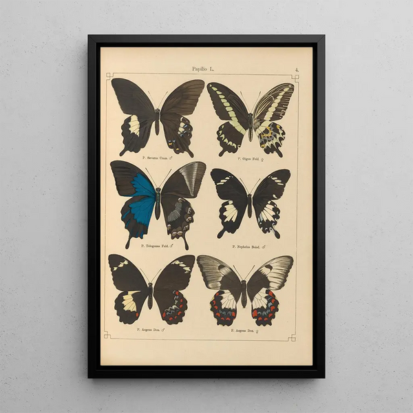 Papillons exotiques Pl004 - Otto Staudinger — gerahmtes Bild an der Wand