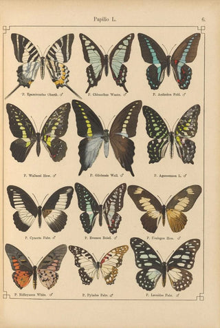 Otto Staudinger - Exotische schmetterlinge Pl006.webp