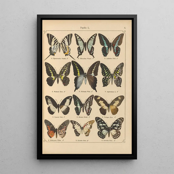 Papillons exotiques Pl006 - Otto Staudinger — gerahmtes Bild an der Wand