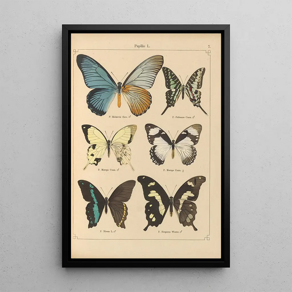 Papillons exotiques Pl007 - Otto Staudinger — gerahmtes Bild an der Wand