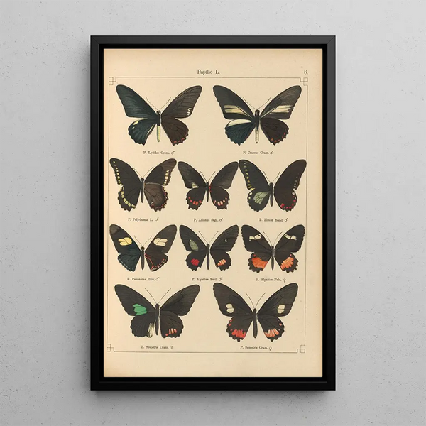 Papillons exotiques Pl008 - Otto Staudinger — gerahmtes Bild an der Wand
