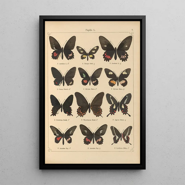 Papillons exotiques Pl009 - Otto Staudinger — gerahmtes Bild an der Wand