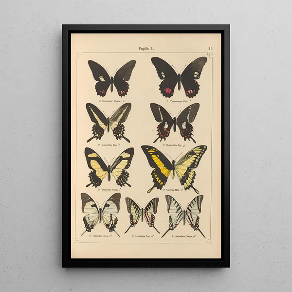 Papillons exotiques Pl011 - Otto Staudinger — gerahmtes Bild an der Wand