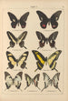 Papillons exotiques Pl011 - Otto Staudinger — Ansicht des Kunstwerks
