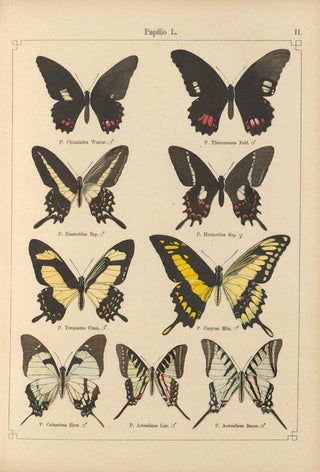 Otto Staudinger - Exotische schmetterlinge Pl011.webp