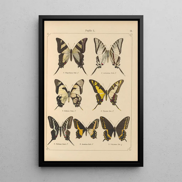 Papillons exotiques Pl012 - Otto Staudinger — gerahmtes Bild an der Wand