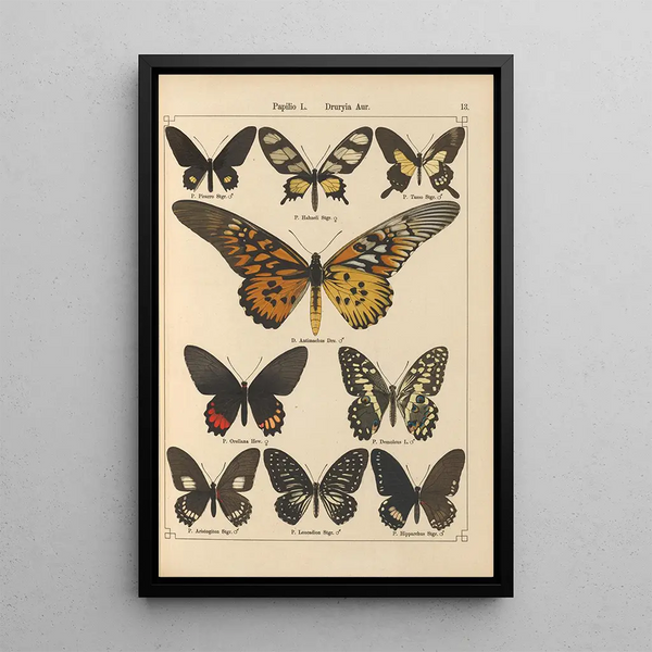 Papillons exotiques Pl013 - Otto Staudinger — gerahmtes Bild an der Wand