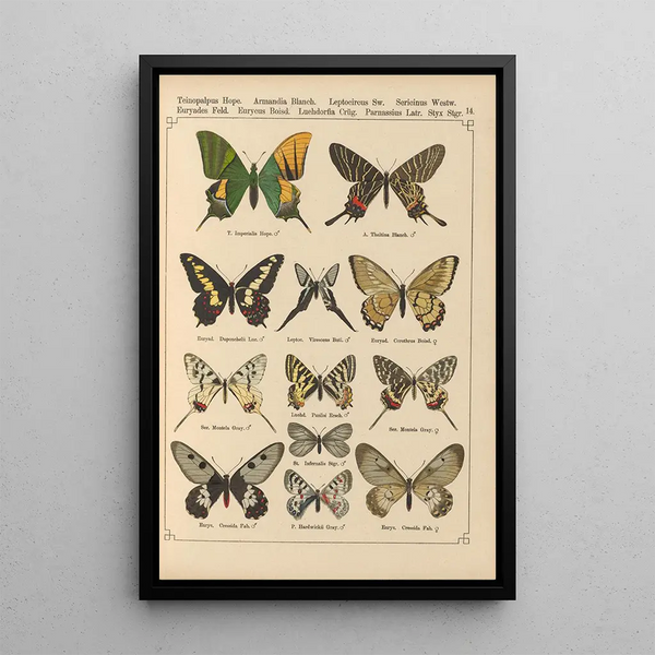 Papillons exotiques Pl014 - Otto Staudinger — gerahmtes Bild an der Wand