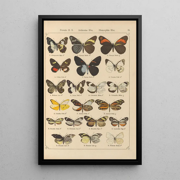 Papillons exotiques Pl015 - Otto Staudinger — gerahmtes Bild an der Wand