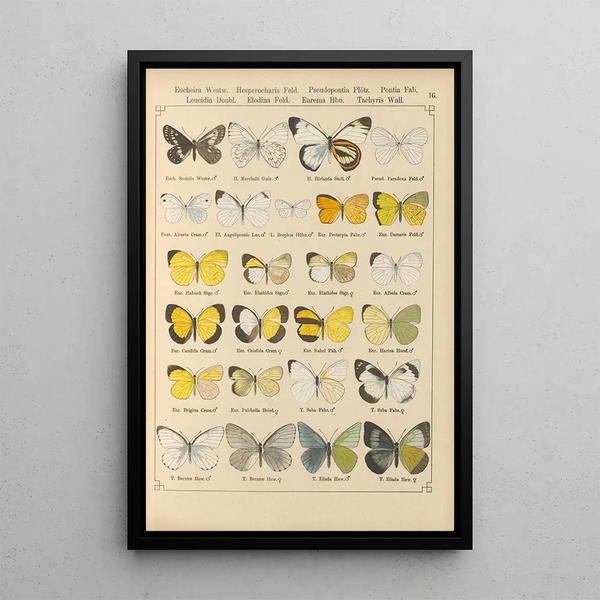 Papillons exotiques Pl016 - Otto Staudinger — gerahmtes Bild an der Wand