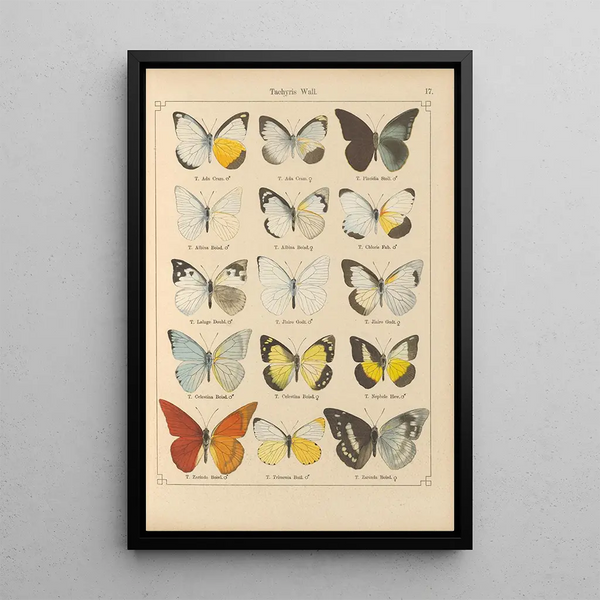 Papillons exotiques Pl017 - Otto Staudinger — gerahmtes Bild an der Wand