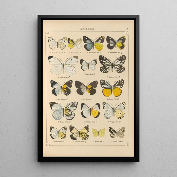 Papillons exotiques Pl018 - Otto Staudinger — gerahmtes Bild an der Wand