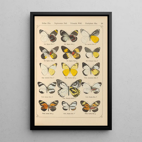 Papillons exotiques Pl020 - Otto Staudinger — gerahmtes Bild an der Wand