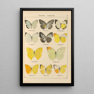 Otto Staudinger - Exotische schmetterlinge Pl021.webp