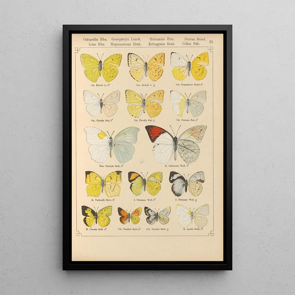 Papillons exotiques Pl022 - Otto Staudinger — gerahmtes Bild an der Wand