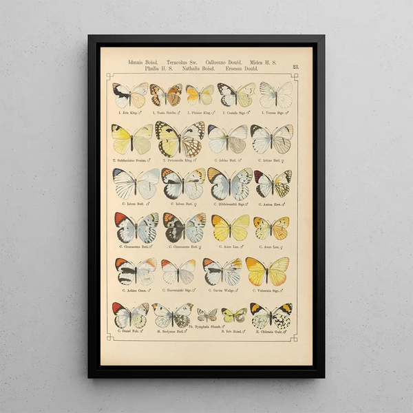 Papillons exotiques Pl023 - Otto Staudinger — gerahmtes Bild an der Wand