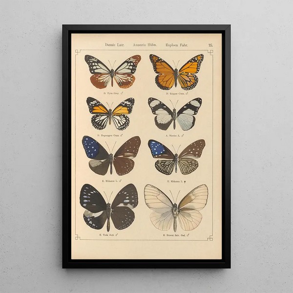 Papillons exotiques Pl025 - Otto Staudinger — gerahmtes Bild an der Wand