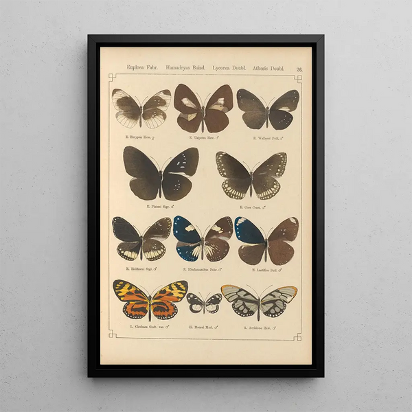Papillons exotiques Pl026 - Otto Staudinger — gerahmtes Bild an der Wand