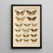Papillons exotiques Pl027 - Otto Staudinger — gerahmtes Bild an der Wand
