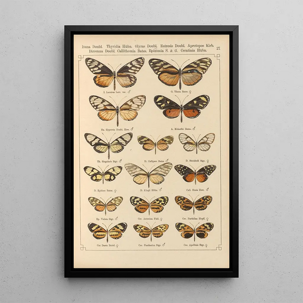 Papillons exotiques Pl027 - Otto Staudinger — gerahmtes Bild an der Wand