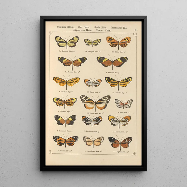 Papillons exotiques Pl028 - Otto Staudinger — gerahmtes Bild an der Wand