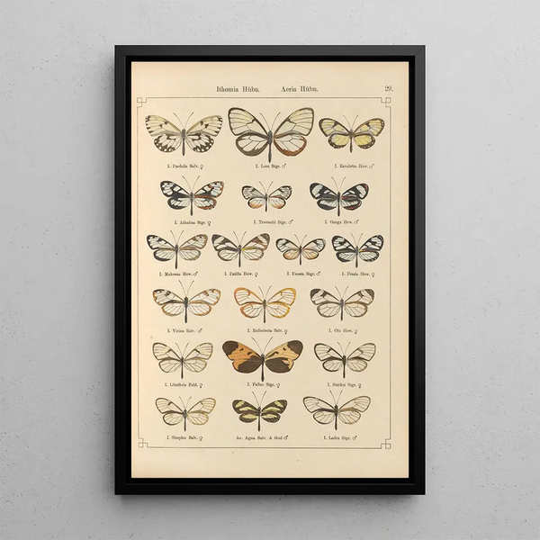 Papillons exotiques Pl029 - Otto Staudinger — gerahmtes Bild an der Wand